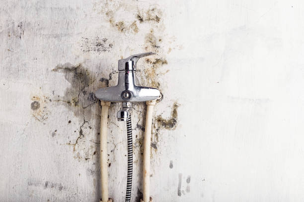 Best Mold Removal Company Near Me  in Windsor, VA