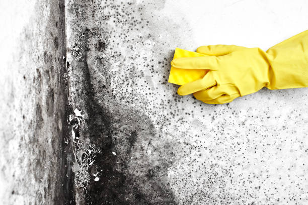 Best Toxic Mold Removal  in Windsor, VA