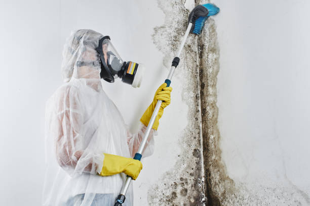 Best Residential Mold Removal  in Windsor, VA