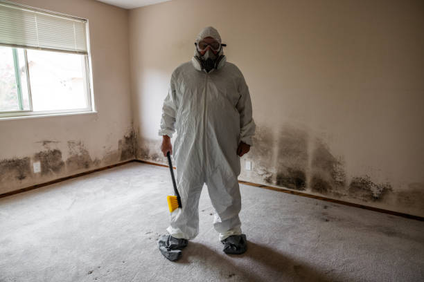 Best Black Mold Removal  in Windsor, VA
