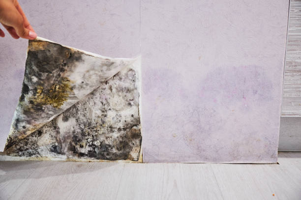 Best Professional Mold Removal  in Windsor, VA